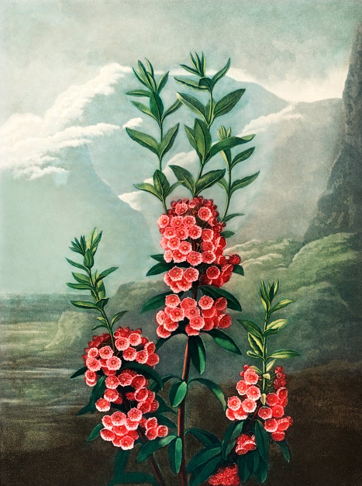 The Narrow–Leaved Kalmia from The Temple of Flora (1807) by Robert John Thornton.. Free illustration for personal and commercial use.