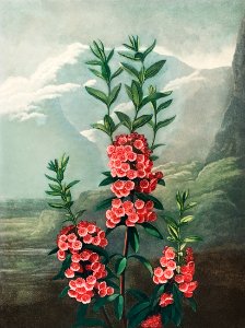 The Narrow–Leaved Kalmia from The Temple of Flora (1807) by Robert John Thornton.. Free illustration for personal and commercial use.