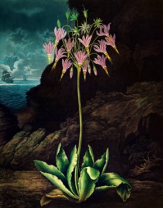 The American Cowslip from The Temple of Flora (1807) by Robert John Thornton.. Free illustration for personal and commercial use.