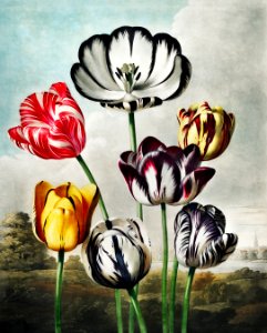 Tulips from The Temple of Flora (1807) by Robert John Thornton.. Free illustration for personal and commercial use.