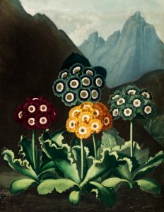 A Group of Auriculas from The Temple of Flora (1807) by Robert John Thornton.. Free illustration for personal and commercial use.