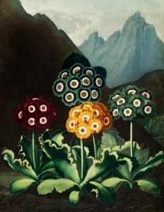 A Group of Auriculas from The Temple of Flora (1807) by Robert John Thornton.