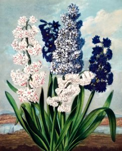 Hyacinths from The Temple of Flora (1807) by Robert John Thornton.. Free illustration for personal and commercial use.