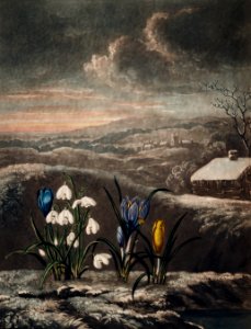 The Snowdrops from The Temple of Flora (1807) by Robert John Thornton.. Free illustration for personal and commercial use.