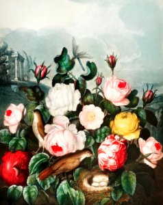 Roses from The Temple of Flora (1807) by Robert John Thornton.. Free illustration for personal and commercial use.
