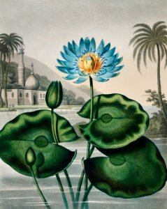 The Blue Egyptian Water-Lily from The Temple of Flora (1807) by Robert John Thornton.. Free illustration for personal and commercial use.