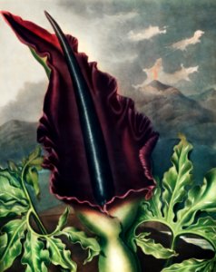 The Dragon Arum from The Temple of Flora (1807) by Robert John Thornton.. Free illustration for personal and commercial use.