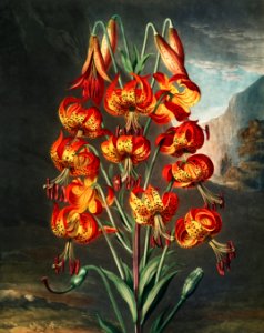 The Superb Lily from The Temple of Flora (1807) by Robert John Thornton.. Free illustration for personal and commercial use.