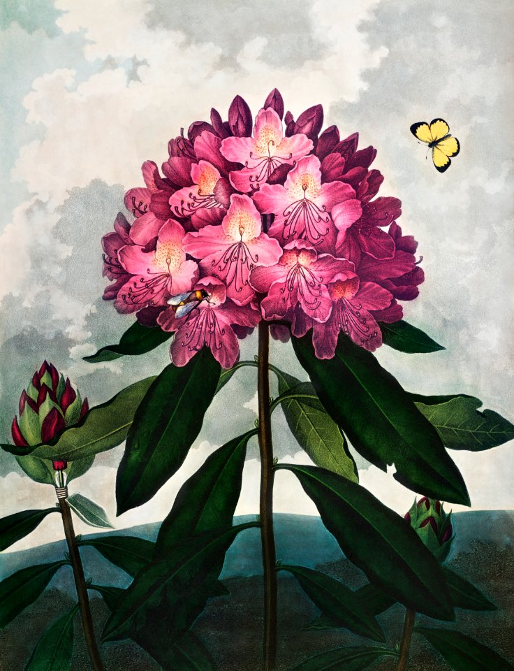 The Pontic Rhododendron from The Temple of Flora (1807) by Robert John Thornton.
