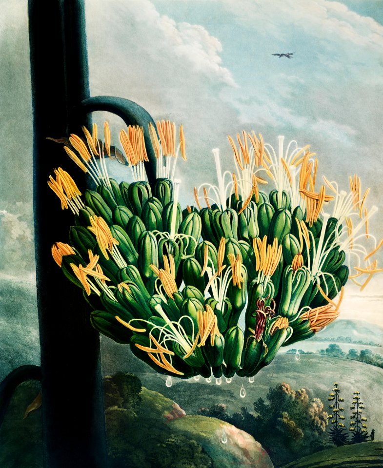 The Aloe from The Temple of Flora (1807) by Robert John Thornton.