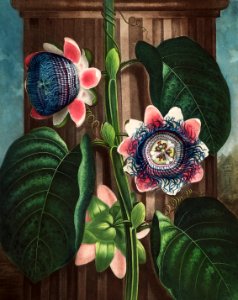 The Quadrangular Passion Flower from The Temple of Flora (1807) by Robert John Thornton.. Free illustration for personal and commercial use.