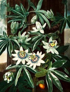 The Passiflora Cerulea from The Temple of Flora (1807) by Robert John Thornton.. Free illustration for personal and commercial use.