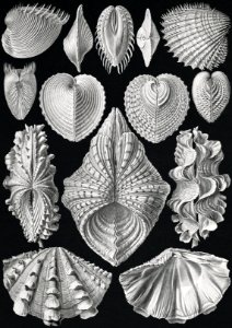 Acephala–Muscheln from Kunstformen der Natur (1904) by Ernst Haeckel.. Free illustration for personal and commercial use.