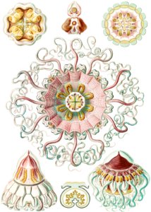 Peromedusae–Talchenquallen from Kunstformen der Natur (1904) by Ernst Haeckel.. Free illustration for personal and commercial use.