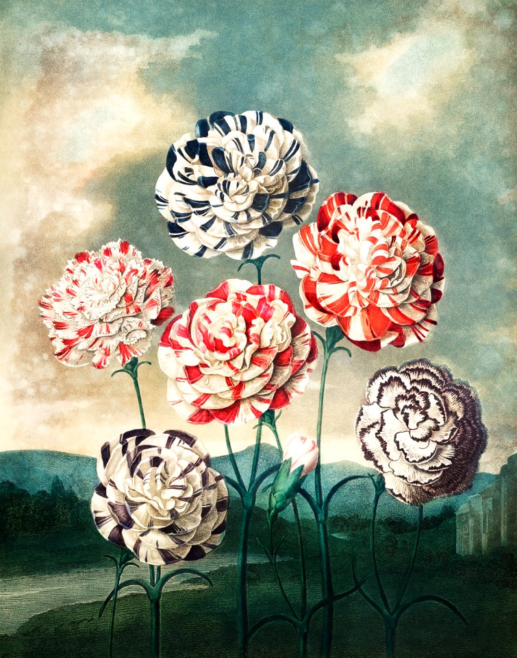 A Group of Carnations from The Temple of Flora (1807) by Robert John Thornton.. Free illustration for personal and commercial use.