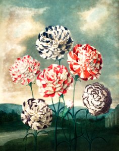 A Group of Carnations from The Temple of Flora (1807) by Robert John Thornton.. Free illustration for personal and commercial use.