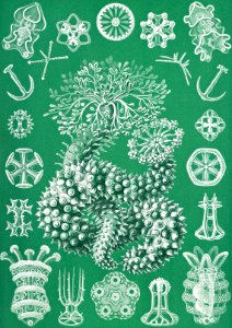 Thuroidea–Gurkensterne from Kunstformen der Natur (1904) by EErnst Haeckel.. Free illustration for personal and commercial use.