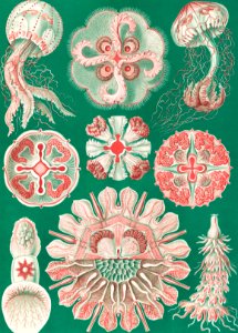 Discomedusae–Schweibenquallen from Kunstformen der Natur (1904) by Ernst Haeckel.. Free illustration for personal and commercial use.