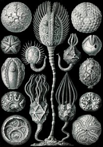 Cystoidea–Beutelsterne from Kunstformen der Natur (1904) by Ernst Haeckel.. Free illustration for personal and commercial use.