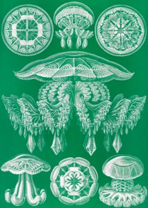Discomedusae–Scheibenquallen from Kunstformen der Natur (1904) by Ernst Haeckel.. Free illustration for personal and commercial use.