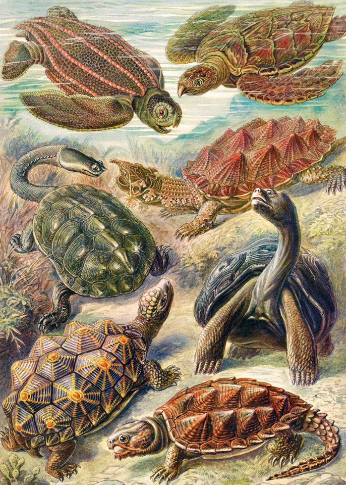 Chelonia–Schildkröten from Kunstformen der Natur (1904) by Ernst Haeckel.