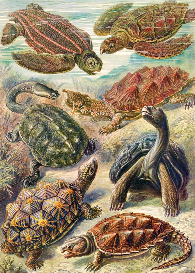 Chelonia–Schildkröten from Kunstformen der Natur (1904) by Ernst Haeckel.. Free illustration for personal and commercial use.