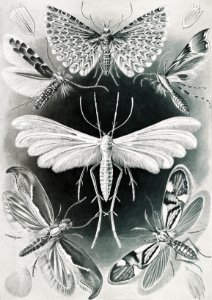 Tineida–Motten from Kunstformen der Natur (1904) by Ernst Haeckel.. Free illustration for personal and commercial use.