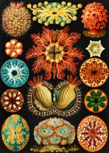 Ascidiae–Seescheiden from Kunstformen der Natur (1904) by Ernst Haeckel.. Free illustration for personal and commercial use.