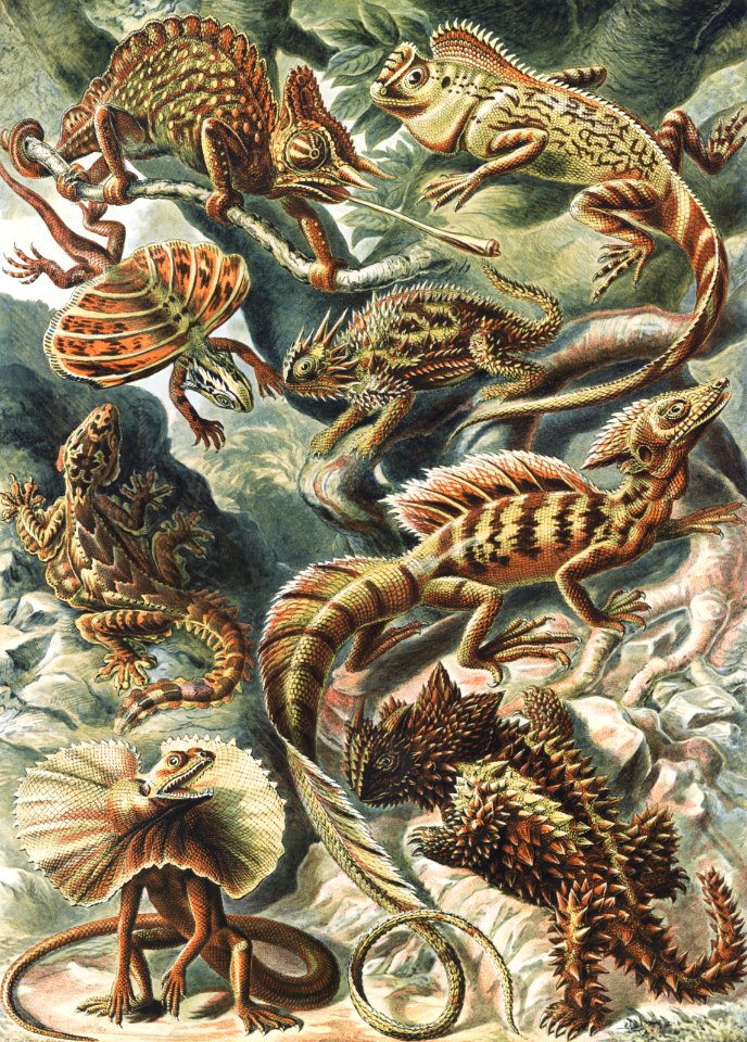 Lacertilia–Eidechlen from Kunstformen der Natur (1904) by Ernst Haeckel.