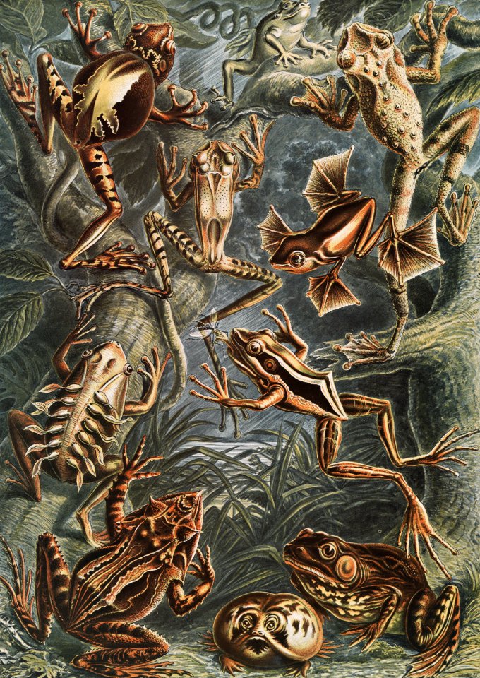 Batrachia–Frösche from Kunstformen der Natur (1904) by Ernst Haeckel.