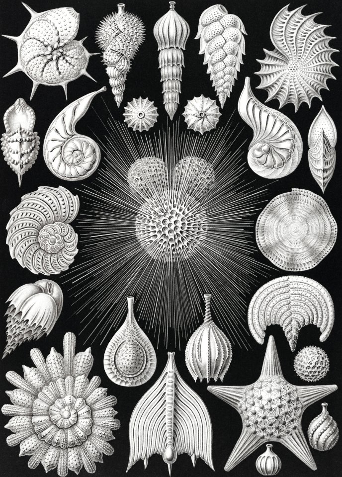 Thalamophora–Kammerlinge from Kunstformen der Natur (1904) by Ernst Haeckel.