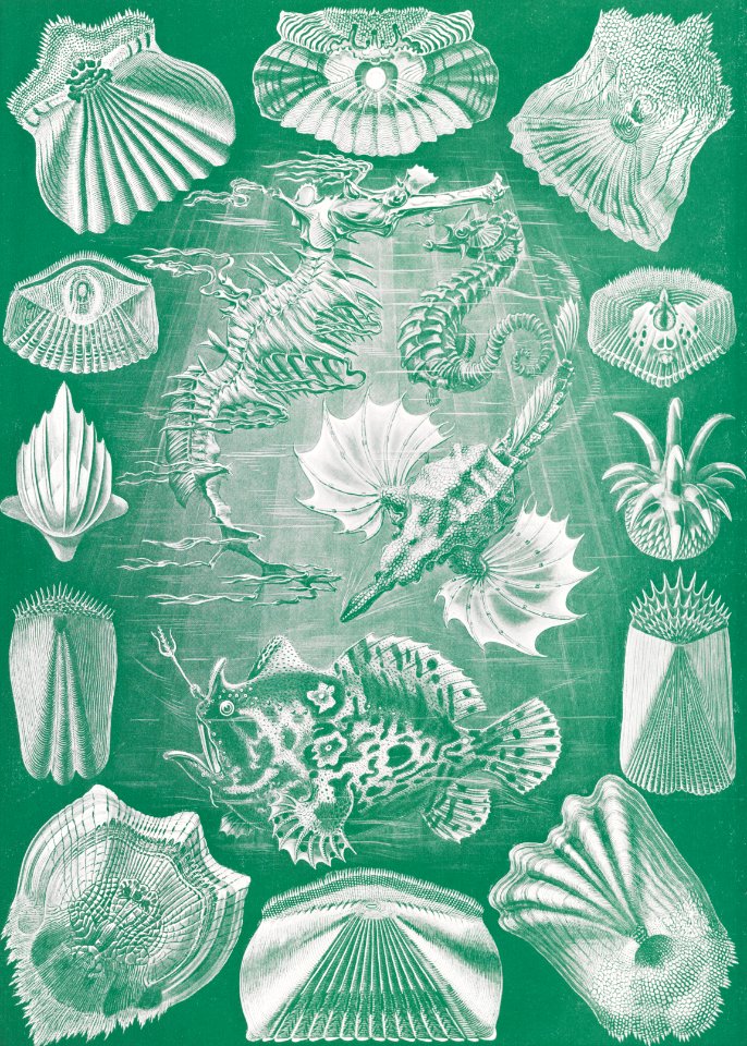 Teleostei–Knochenfische from Kunstformen der Natur (1904) by Ernst Haeckel.