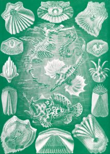 Teleostei–Knochenfische from Kunstformen der Natur (1904) by Ernst Haeckel.. Free illustration for personal and commercial use.