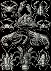 Decapoda–Behnfukkreble from Kunstformen der Natur (1904) by Ernst Haeckel.. Free illustration for personal and commercial use.