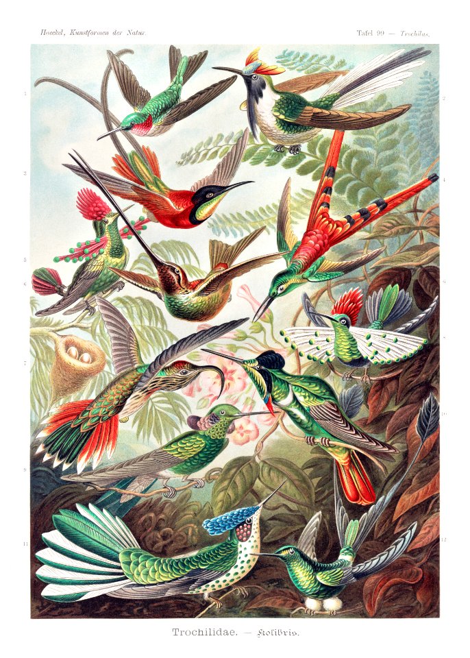 Trochilidae–Kolibris from Kunstformen der Natur (1904) by Ernst Haeckel.