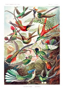 Trochilidae–Kolibris from Kunstformen der Natur (1904) by Ernst Haeckel.. Free illustration for personal and commercial use.