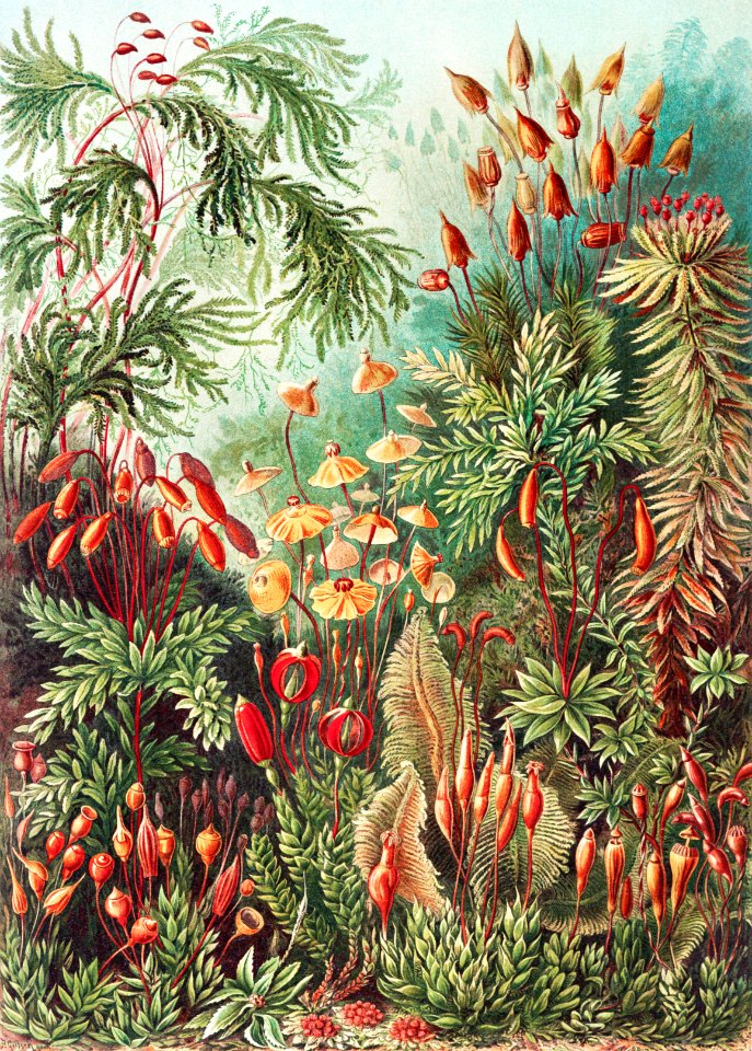 Muscinae–Laubmoose / A. Giltsch, gem from Kunstformen der Natur (1904) by Ernst Haeckel.