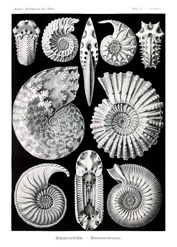 Ammonitida–Ammonshörner from Kunstformen der Natur (1904) by Ernst Haeckel.