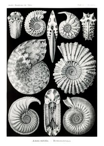 Ammonitida–Ammonshörner from Kunstformen der Natur (1904) by Ernst Haeckel.. Free illustration for personal and commercial use.