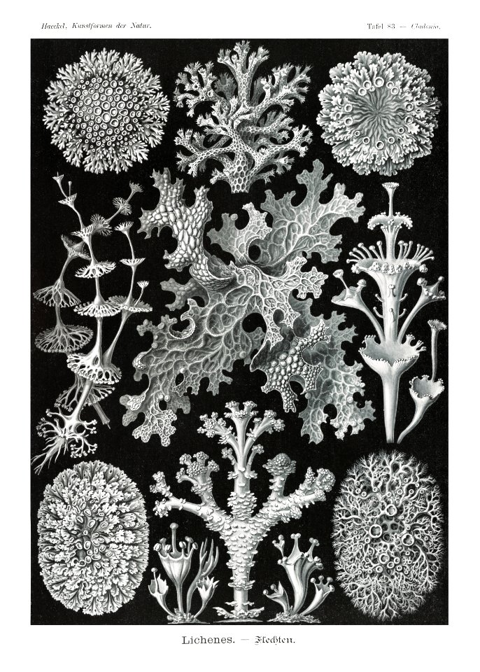 Lichenes–Flechten from Kunstformen der Natur (1904) by Ernst Haeckel.
