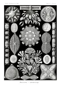 Diatomea–Schachtellinge from Kunstformen der Natur (1904) by Ernst Haeckel.. Free illustration for personal and commercial use.