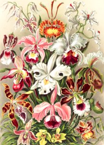 Orchideae–Denusblumen / A. Giltsch, gem from Kunstformen der Natur (1904) by Ernst Haeckel.. Free illustration for personal and commercial use.
