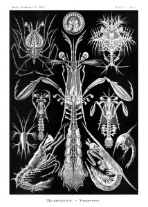 Thoracostraca–Panzerkrebse from Kunstformen der Natur (1904) by Ernst Haeckel.. Free illustration for personal and commercial use.