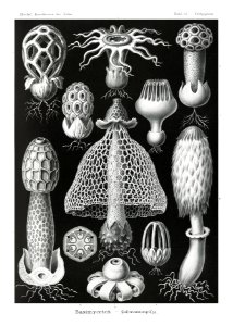 Basimycetes–Schwammpilze from Kunstformen der Natur (1904) by Ernst Haeckel.. Free illustration for personal and commercial use.