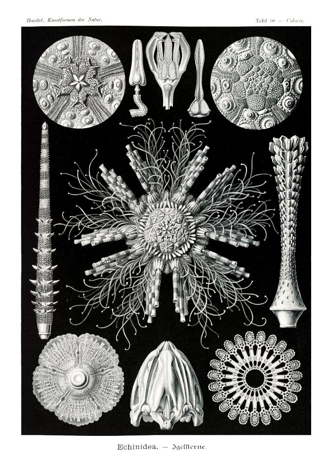 Echinidea–Igelsterne from Kunstformen der Natur (1904) by Ernst Haeckel.
