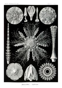 Echinidea–Igelsterne from Kunstformen der Natur (1904) by Ernst Haeckel.. Free illustration for personal and commercial use.