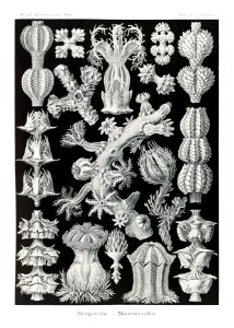 Gorgonida–Rindenkorallen from Kunstformen der Natur (1904) by Ernst Haeckel.. Free illustration for personal and commercial use.