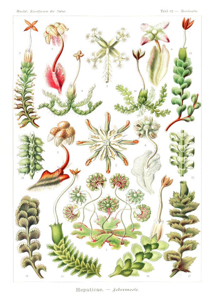 Hepaticae–Lebermoose from Kunstformen der Natur (1904) by Ernst Haeckel.