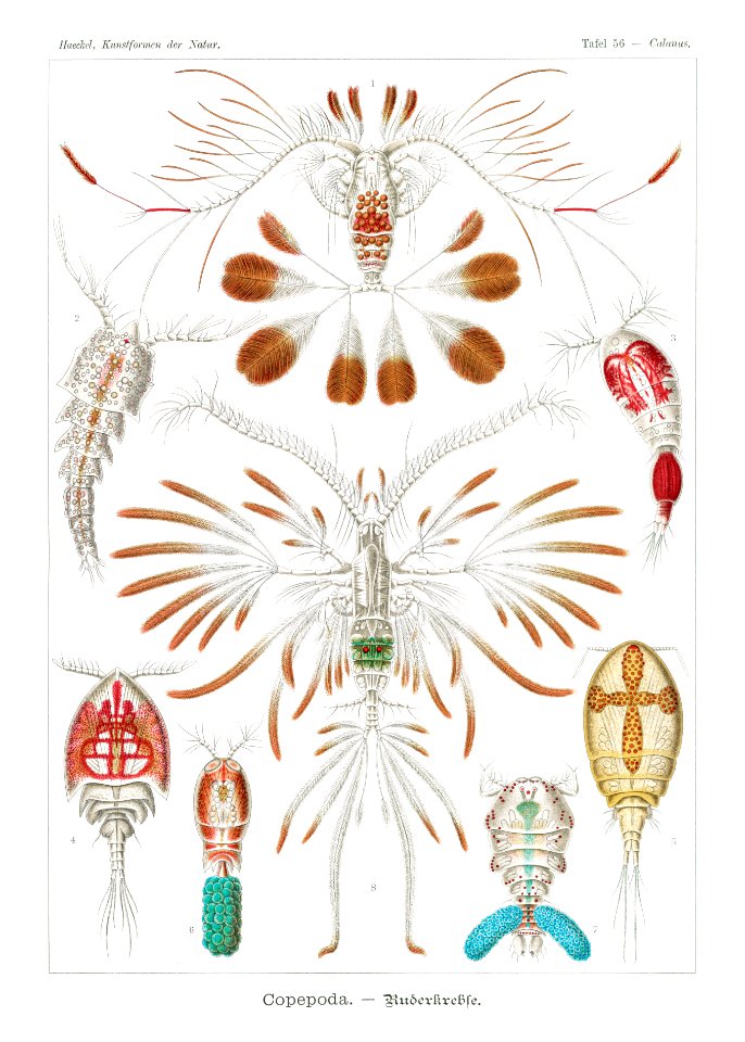 Copepoda–Ruderkrebse from Kunstformen der Natur (1904) by Ernst Haeckel.