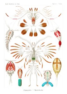 Copepoda–Ruderkrebse from Kunstformen der Natur (1904) by Ernst Haeckel.. Free illustration for personal and commercial use.